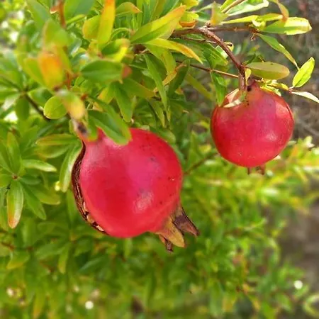 L'echappee Creative Daire Grenade-sur-Garonne