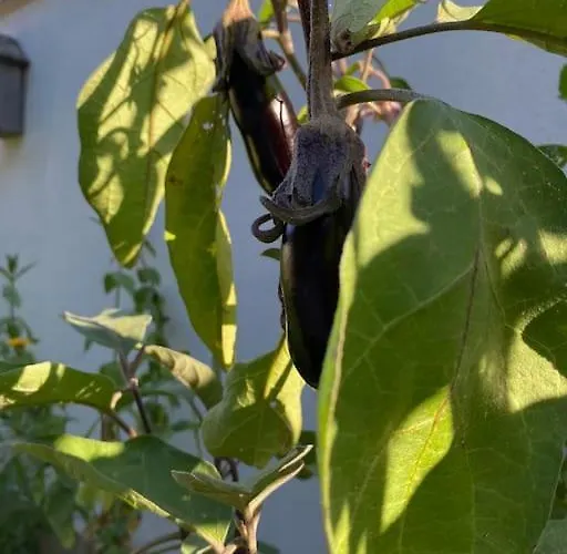 L'echappee Creative * Grenade-sur-Garonne